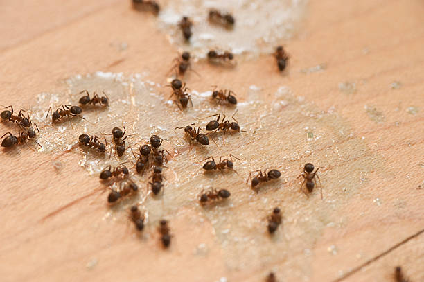 Trusted Sylvania, GA Pest Control Experts